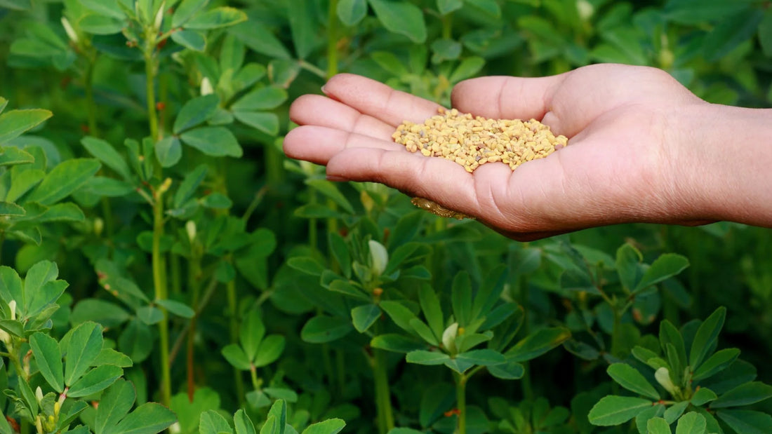 Fenugreek (methi): The Ancient Ayurvedic Secret to Luxurious Locks